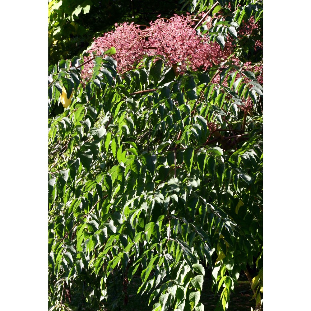 aralia spinosa l.