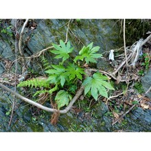 fatsia japonica (thunb.) decne. et planch.