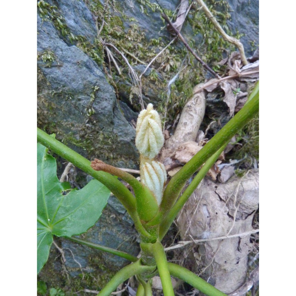 fatsia japonica (thunb.) decne. et planch.