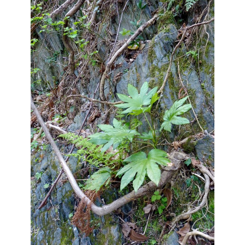 fatsia japonica (thunb.) decne. et planch.