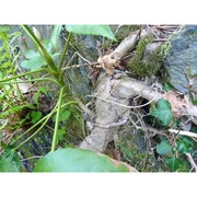 fatsia japonica (thunb.) decne. et planch.