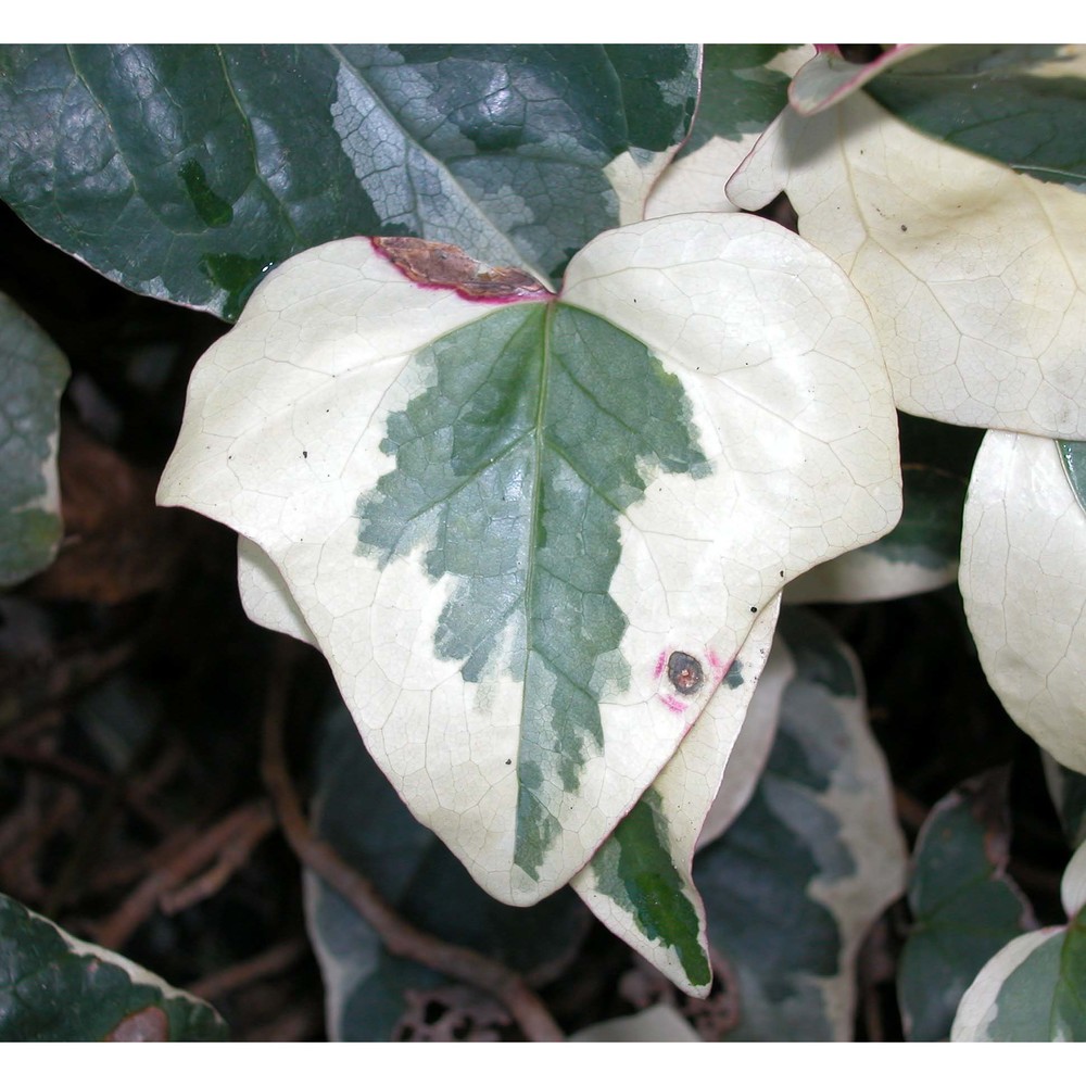 hedera algeriensis hibberd