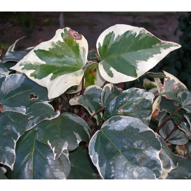 hedera algeriensis hibberd