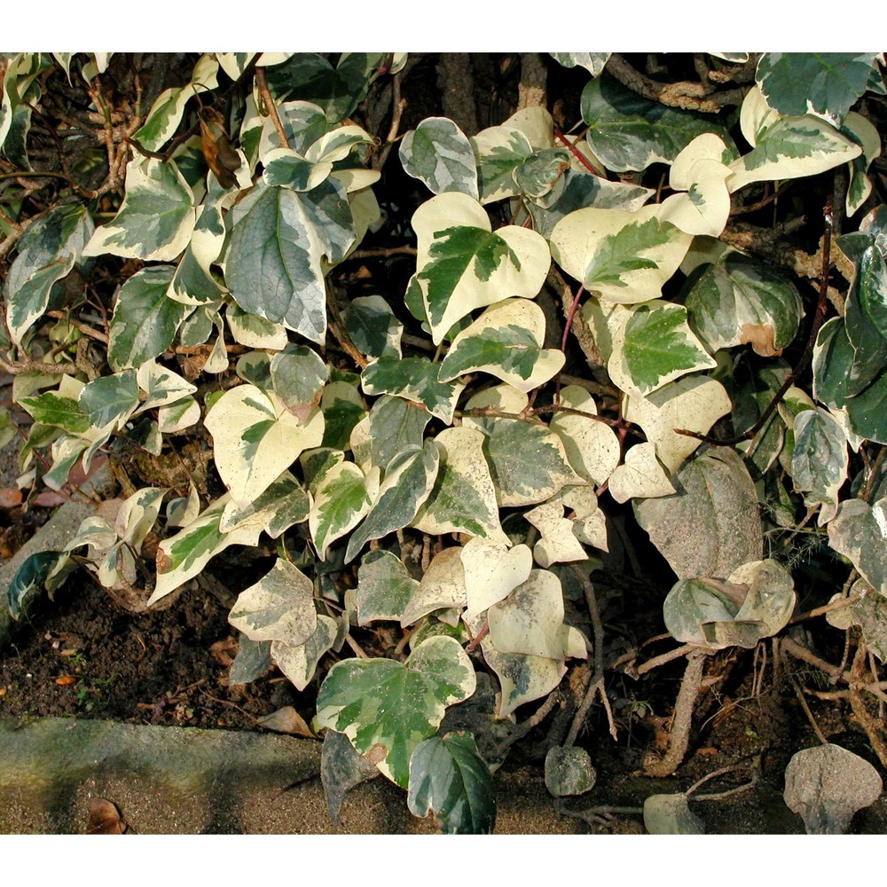 hedera algeriensis hibberd