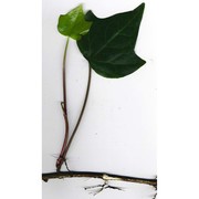 hedera algeriensis hibberd