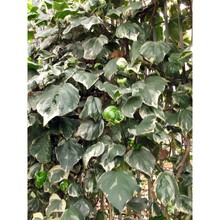 hedera canariensis willd.