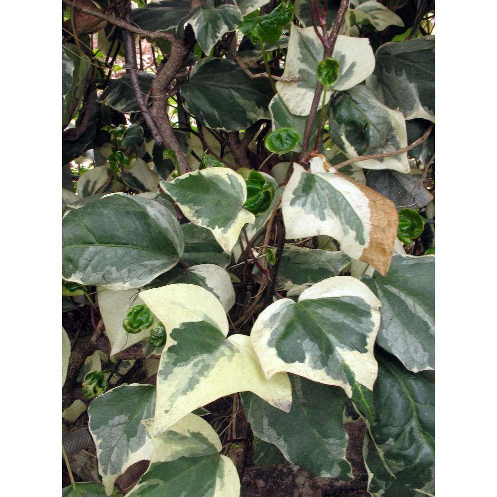 hedera canariensis willd.