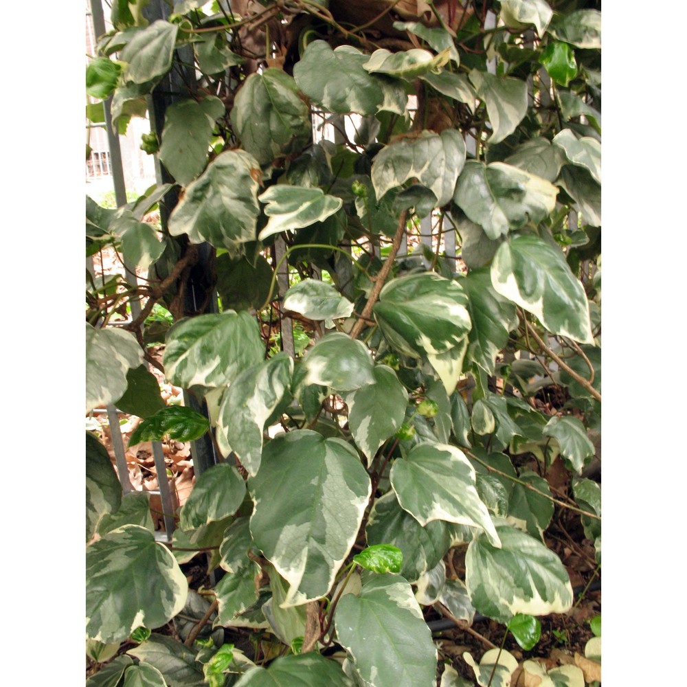 hedera canariensis willd.