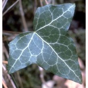 hedera helix l.