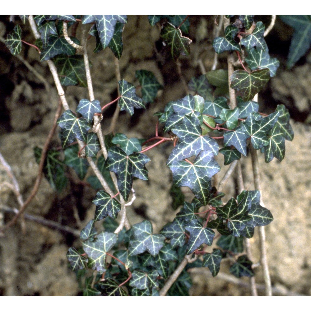 hedera helix l.