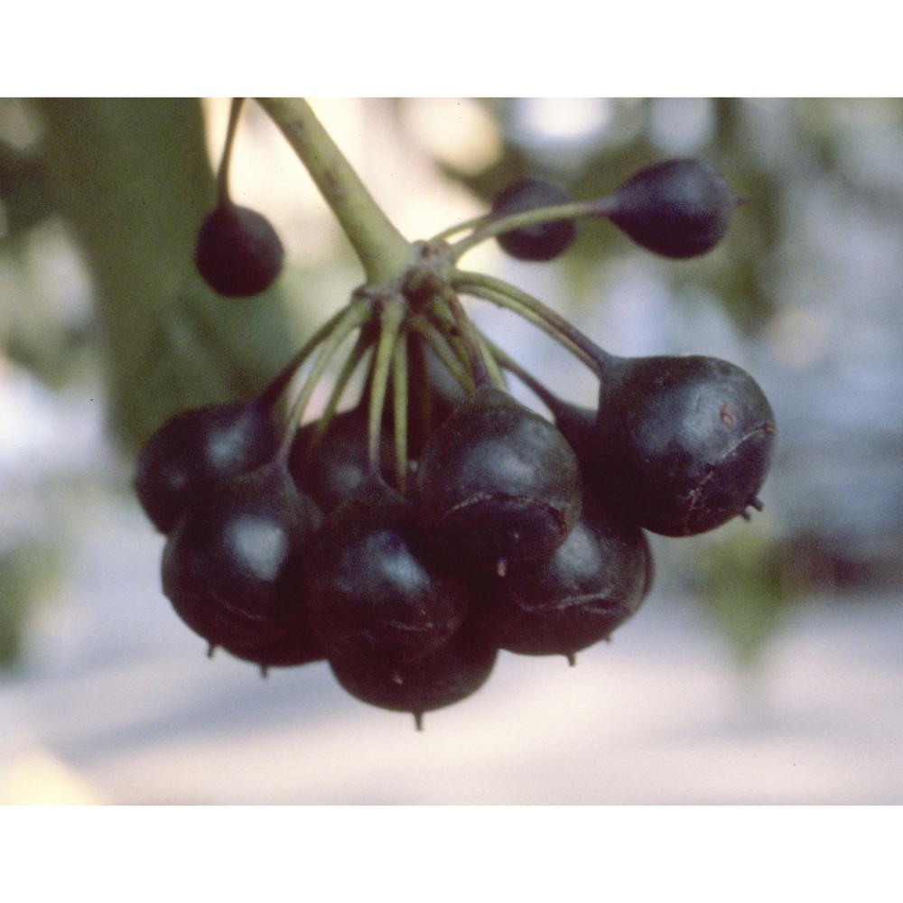 hedera helix l.