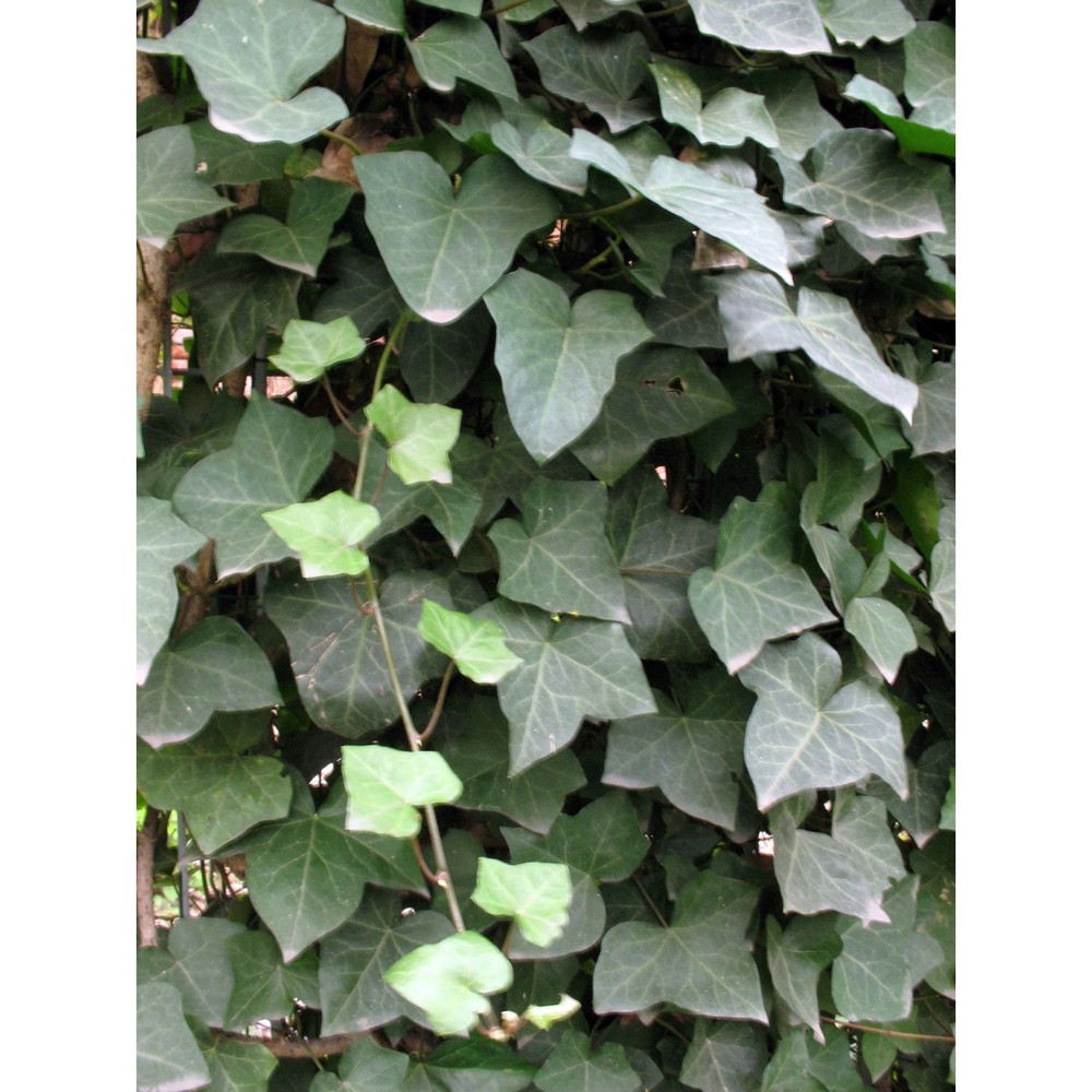 hedera hibernica (g. kirchn.) bean