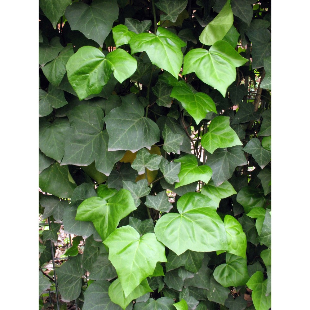 hedera hibernica (g. kirchn.) bean