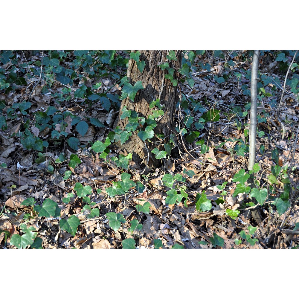 hedera hibernica (g. kirchn.) bean