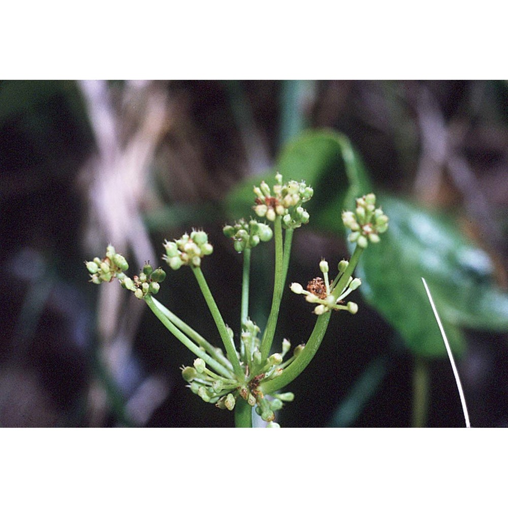 hydrocotyle bonariensis lam.