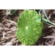 hydrocotyle bonariensis lam.