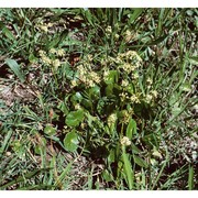 hydrocotyle bonariensis lam.