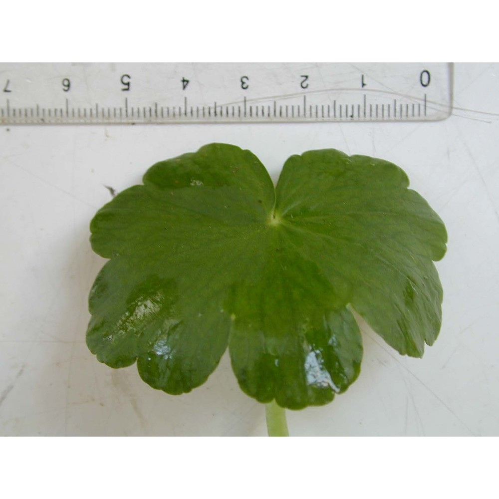 hydrocotyle ranunculoides l. fil.