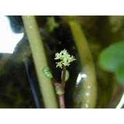 hydrocotyle ranunculoides l. fil.