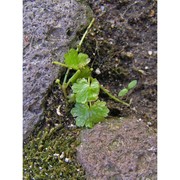 hydrocotyle sibthorpioides lam.