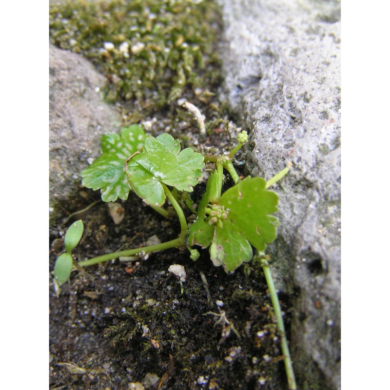 hydrocotyle sibthorpioides lam.