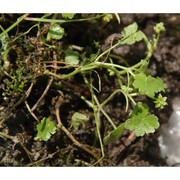 hydrocotyle sibthorpioides lam.