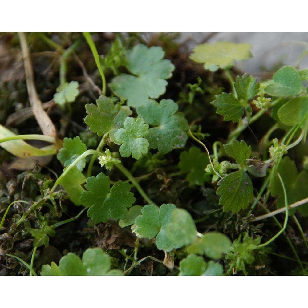 hydrocotyle sibthorpioides lam.