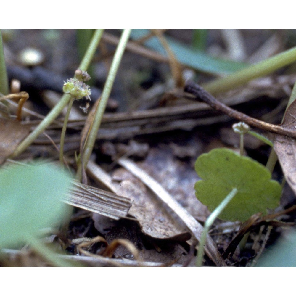 hydrocotyle vulgaris l.