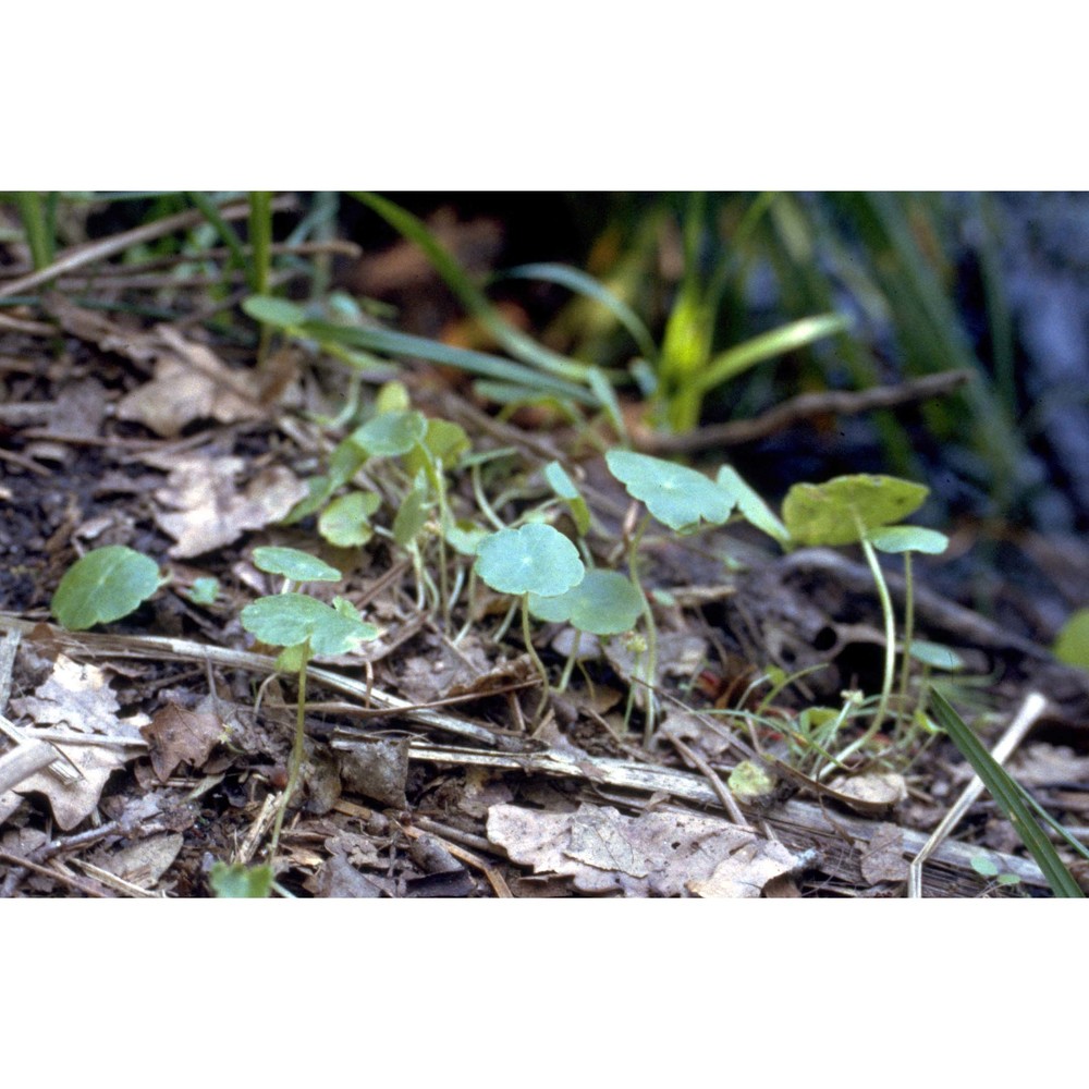 hydrocotyle vulgaris l.