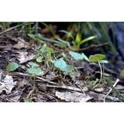 hydrocotyle vulgaris l.