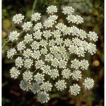 ammi majus l.