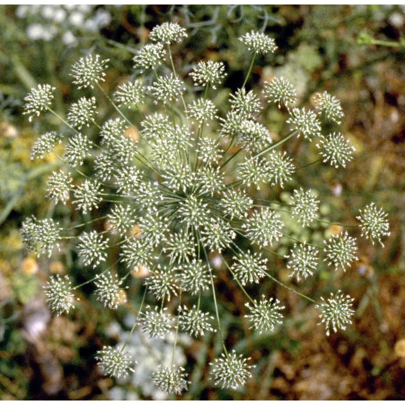 ammi majus l.