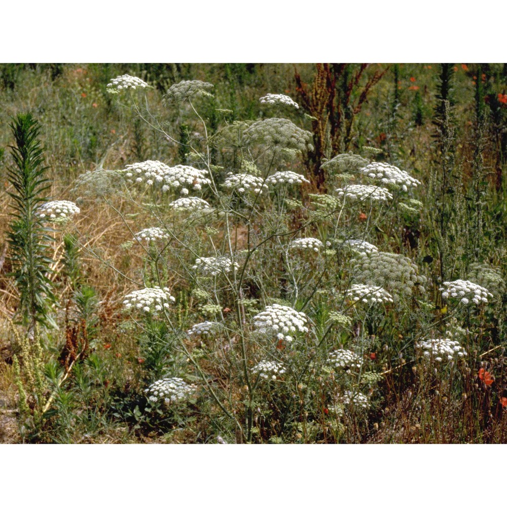 ammi majus l.