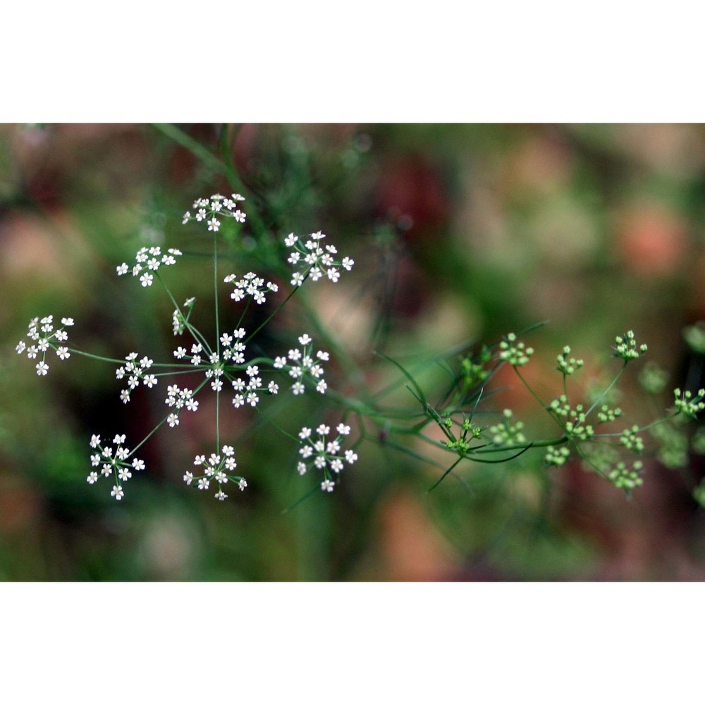 ammoides pusilla (brot.) breistr.