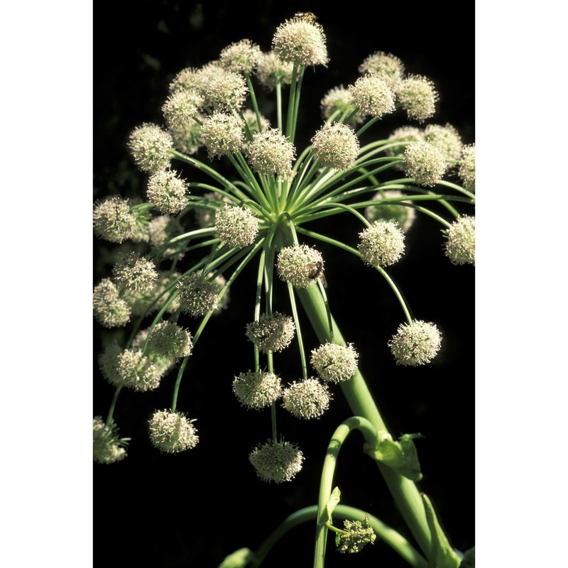 angelica archangelica l. subsp. archangelica