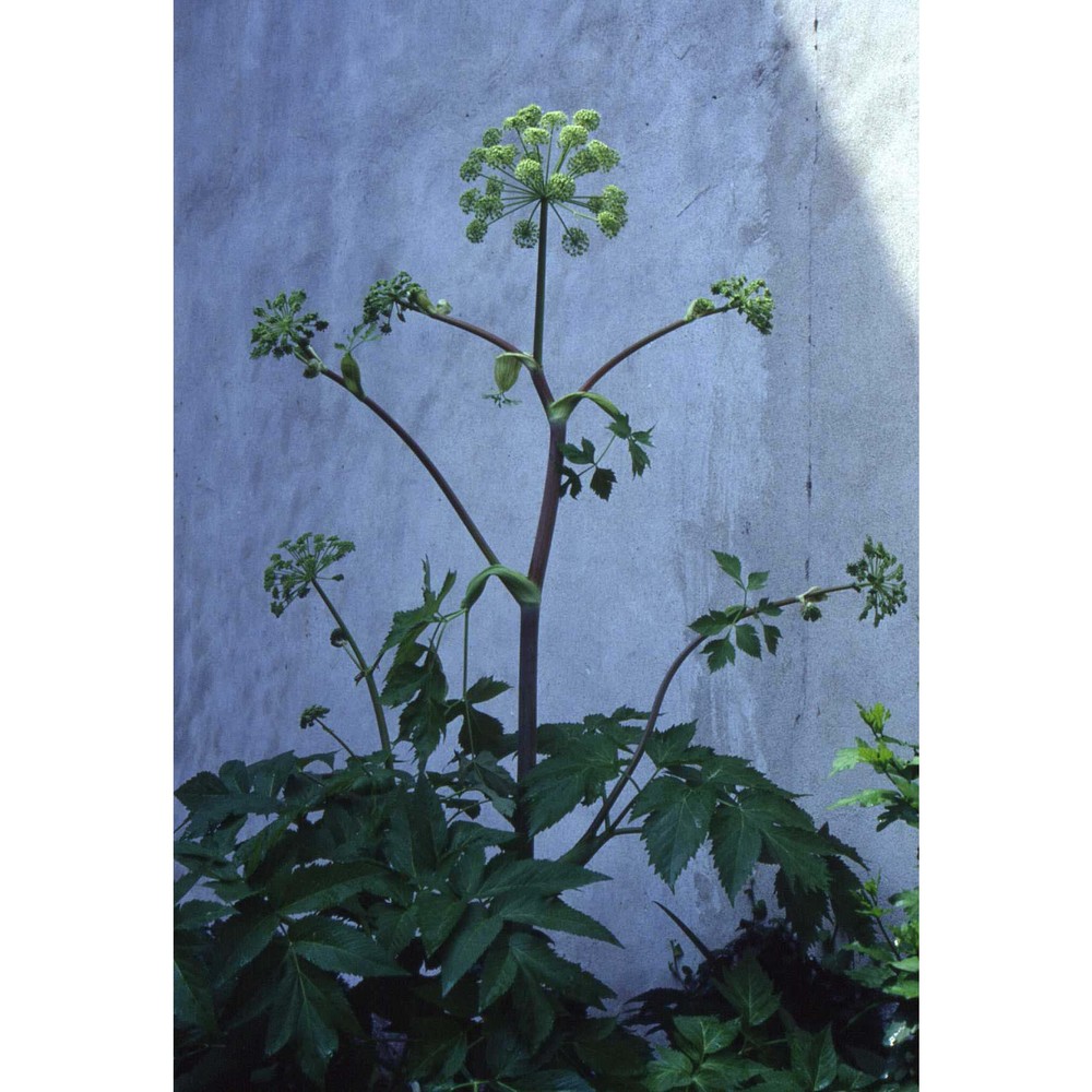 angelica archangelica l. subsp. archangelica