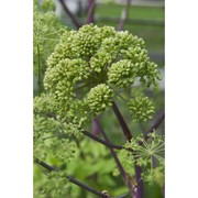 angelica archangelica l. subsp. archangelica