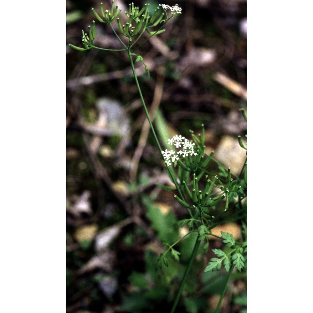 anthriscus cerefolium (l.) hoffm.