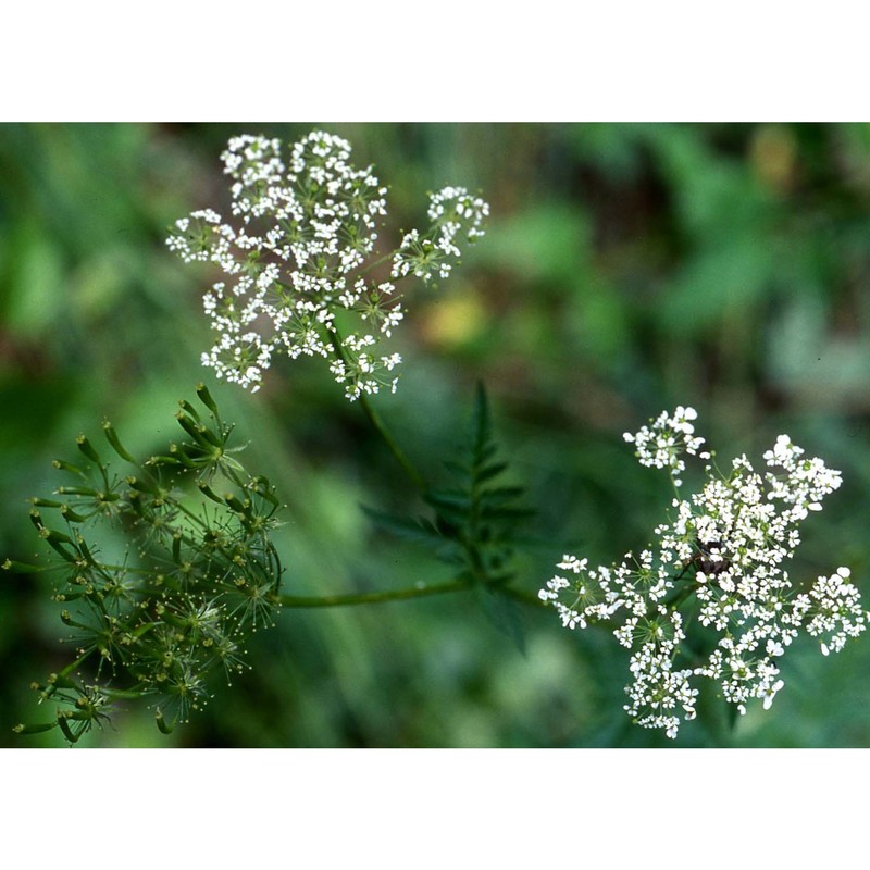 anthriscus sylvestris (l.) hoffm.