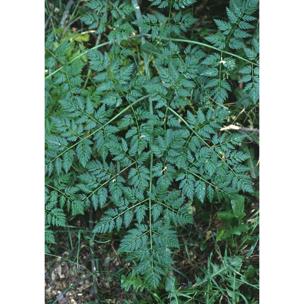 anthriscus sylvestris (l.) hoffm.