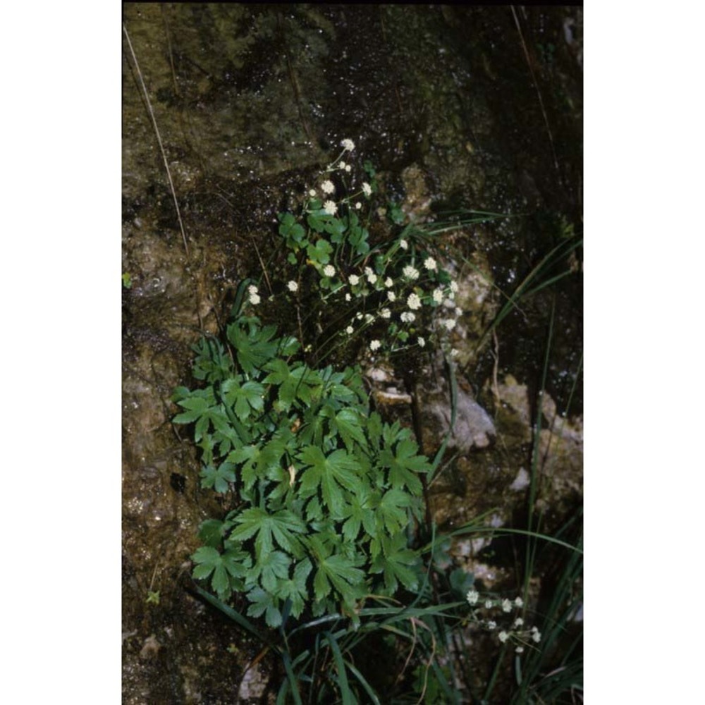 astrantia carniolica wulfen