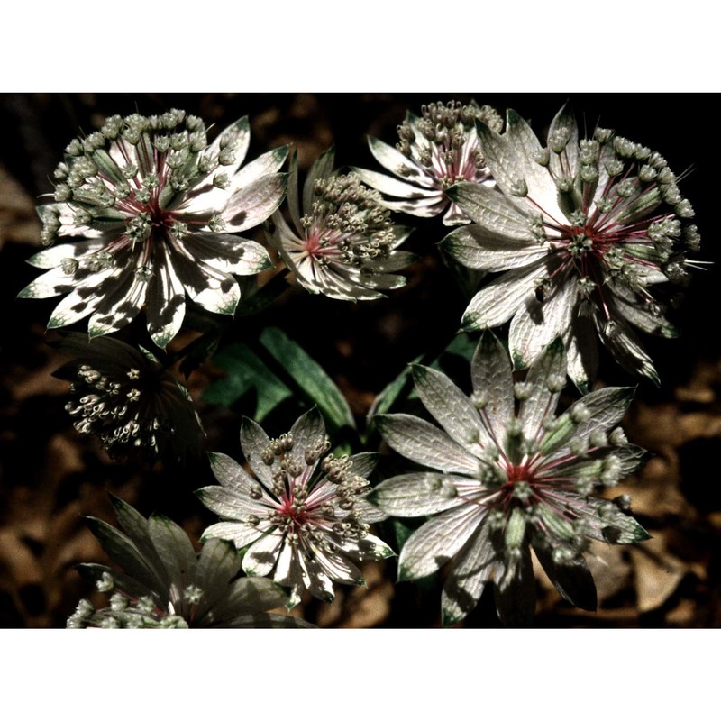 astrantia major l.