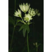 astrantia major l.