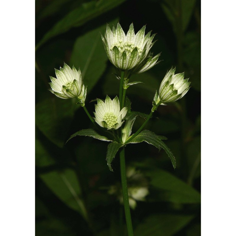 astrantia major l.