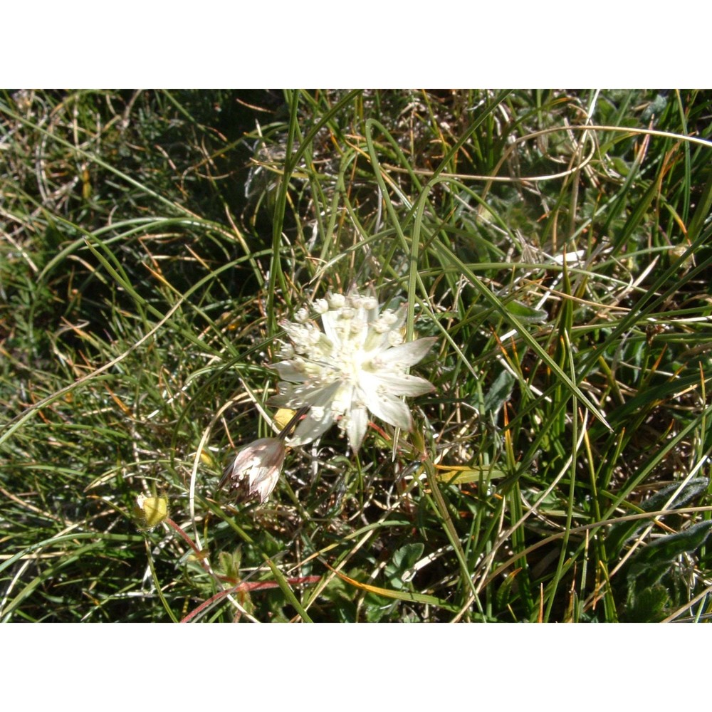 astrantia pauciflora bertol.