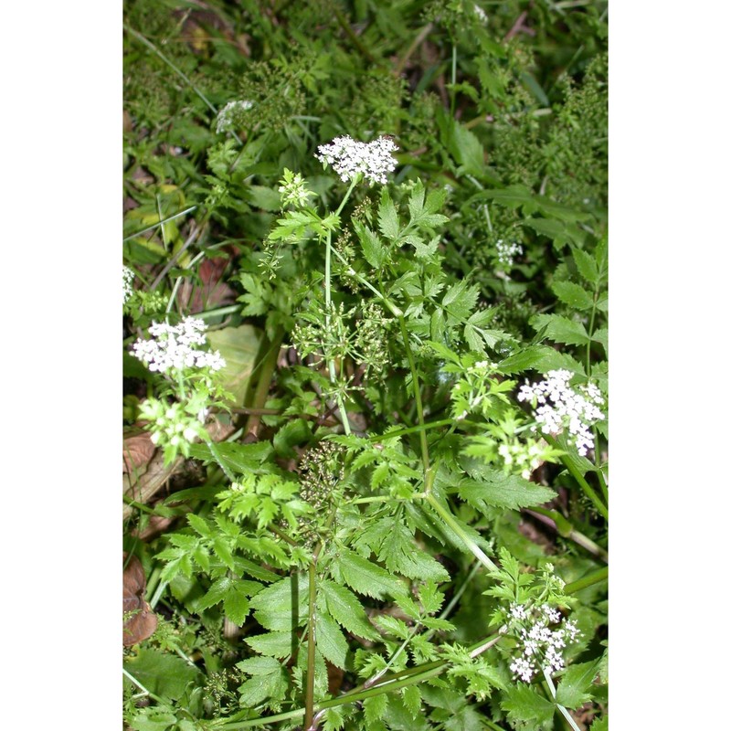 berula erecta (huds.) coville