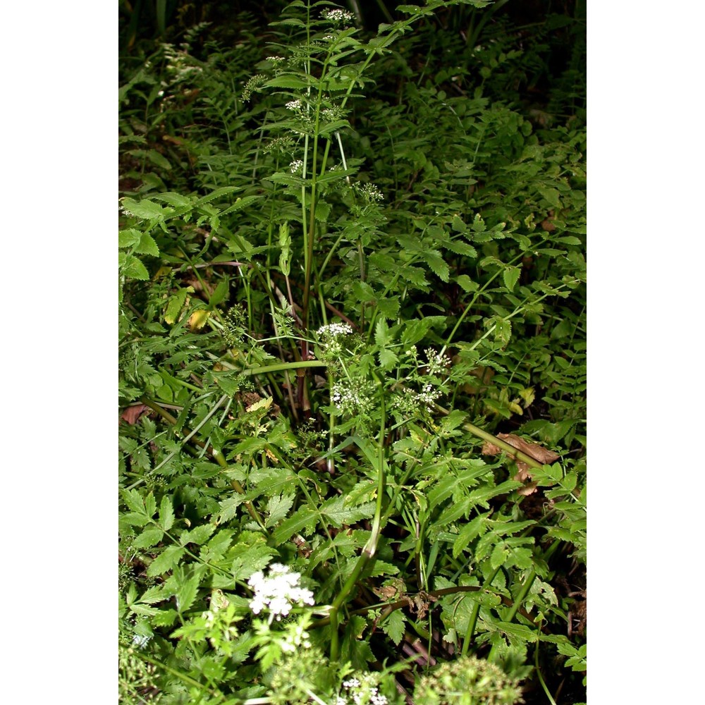 berula erecta (huds.) coville