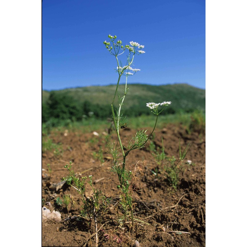 bifora testiculata (l.) spreng.