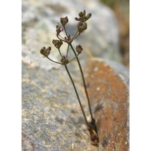 bunium corydalinum dc.