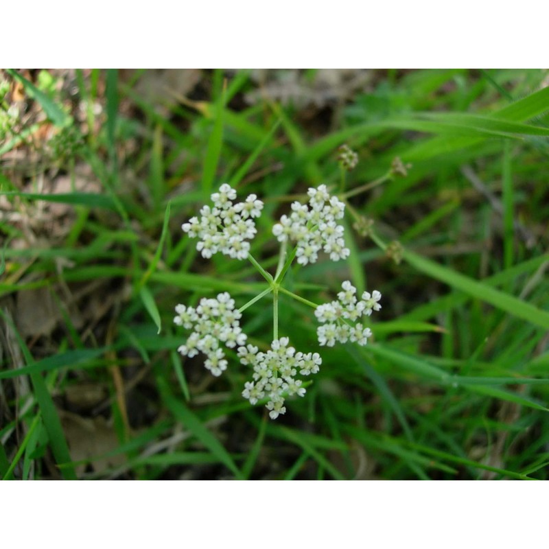 bunium corydalinum dc.